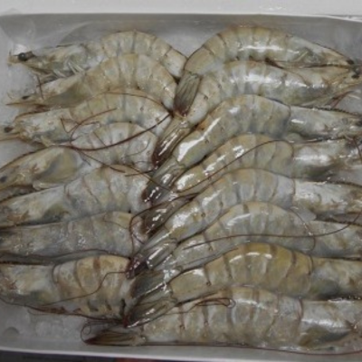 HOSO Vannamei Shrimp