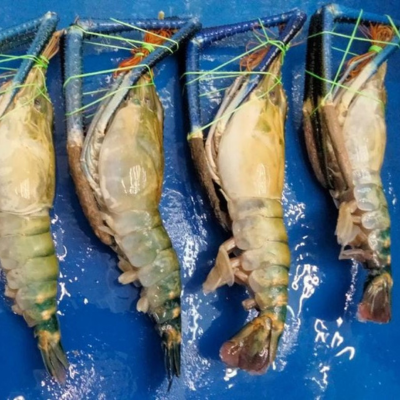 RAW HOSO Fresh Water Prawn