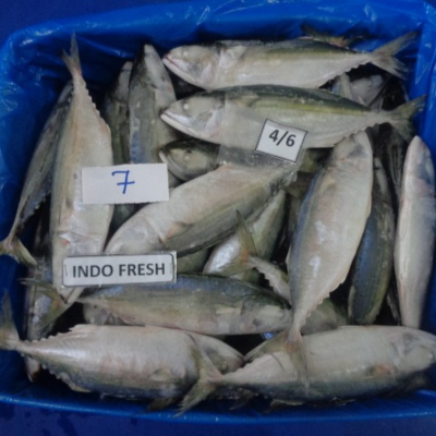 INDIAN MACKEREL