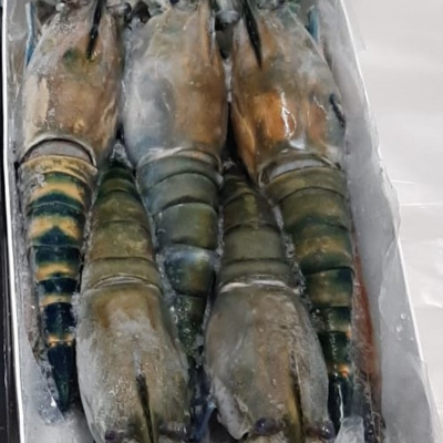 HOSO NORTH AMERICA Fresh Water Prawn