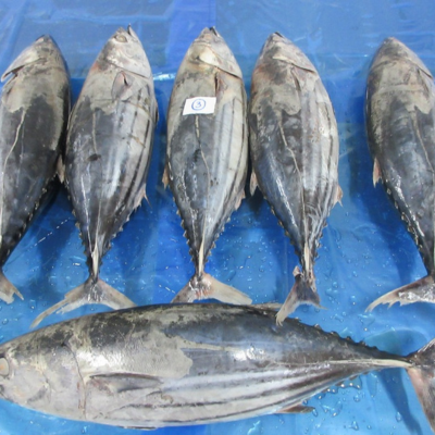SKIPJACK TUNA