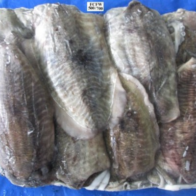 Cuttle Fish Whole Round