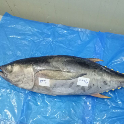 YELLOW FIN TUNA