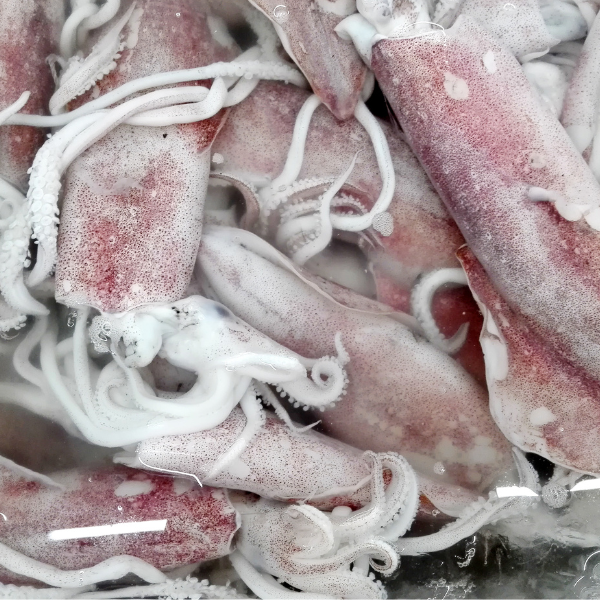 Wholesale Frozen Squid Suppliers - US Import