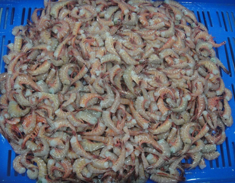 HLSO Deep Sea Shrimp
