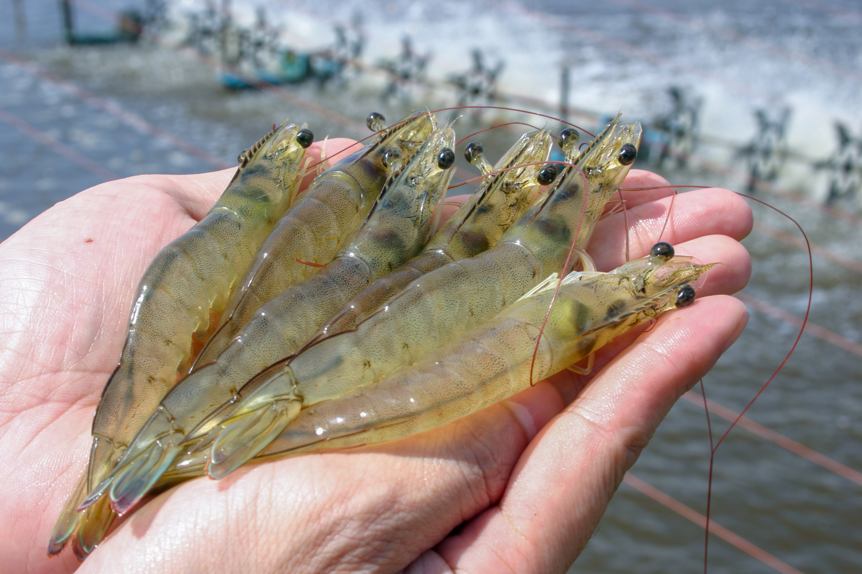 Mixed Seafood on Ice
